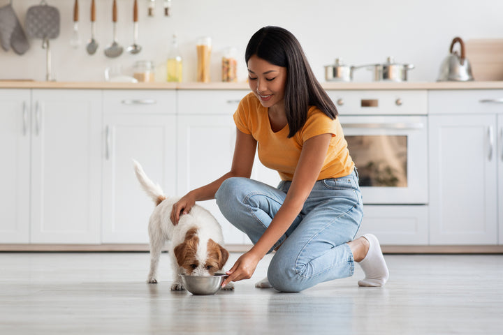Top 5 Best Dog Food for Joint Health