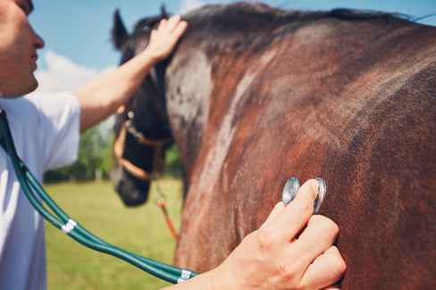 si joint in horses