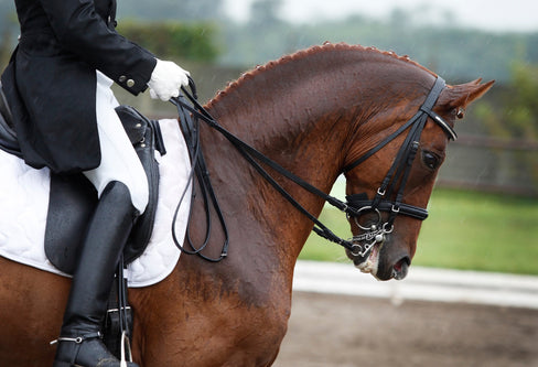 kissing spine in horses