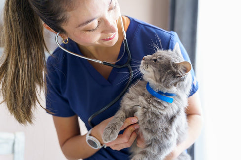 Managing Diabetes in Cats: A Guide to Healthier Feline Living