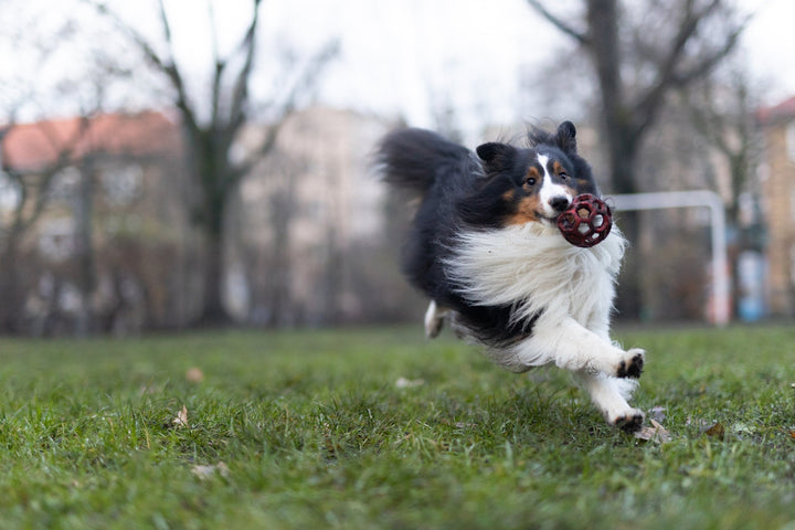 antioxidants for dogs