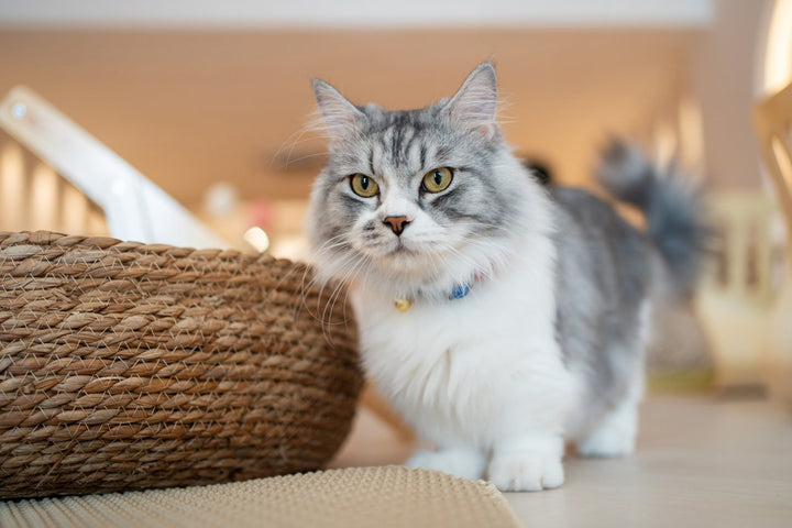 Understanding Cat Health Problems: Symptoms, Causes, and Treatments