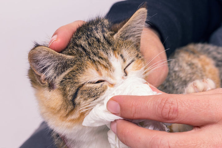Allergies In Pets: Signs, Symptoms, Causes, and Treatments