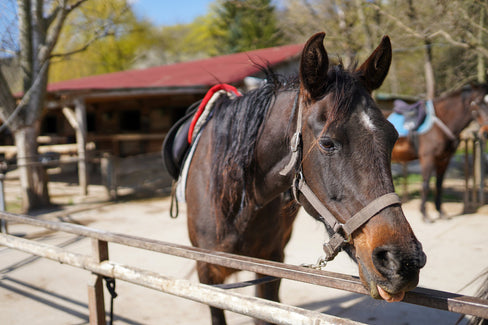 digestive supplements for horses