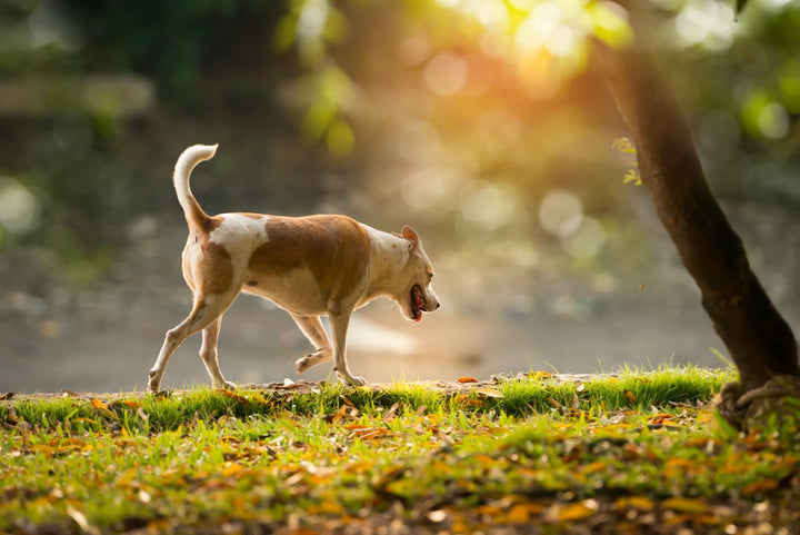 Understanding Dog Arthritis - Symptoms, Causes, Prevention, Q&A
