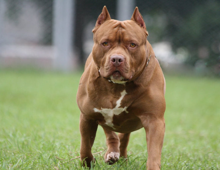 Dog Muscle Guide - How to Maintain Excellent Canine Muscular Health