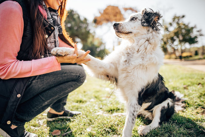 Dog Paw Infection: Signs, Symptoms, & Treatment