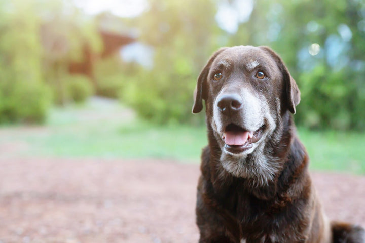 Dog Hip Dysplasia Treatment Options and Prevention