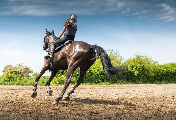 Top 10 Equine Joint Supplements Canada