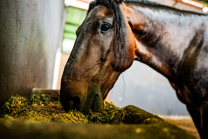 equine pellets