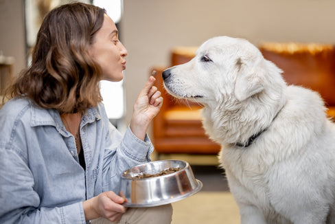 glucosamine supplements for dogs