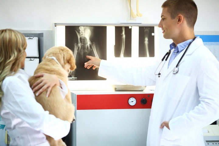 Hip Dysplasia Dogs - Top Prevention & Treatment Tips