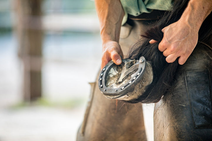 Preventing Lameness: Expert Advice on Horse Hoof Repair