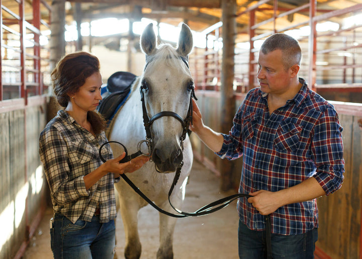 horse liniment