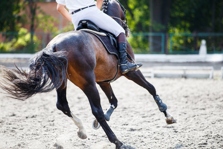 A Guide On Incorporating Equine Supplement During Horse Training