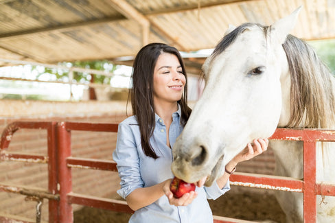The Ultimate Guide to Horse Treats