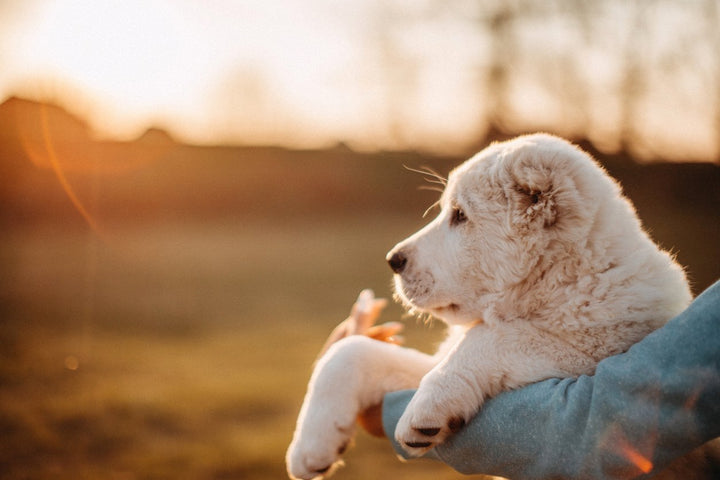 What Is Glucosamine For Dogs? [They Might Need It More Than You Think]