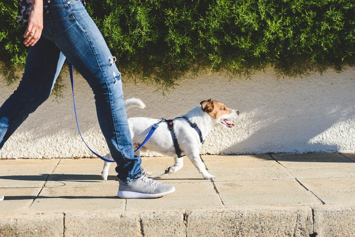 Top 6 Dog Back Legs Weak and Shaking Treatment Options