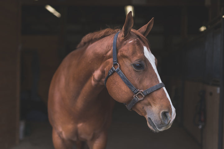Equine Mobility Exercises and Boredom Busters | Tri-Acta Equine