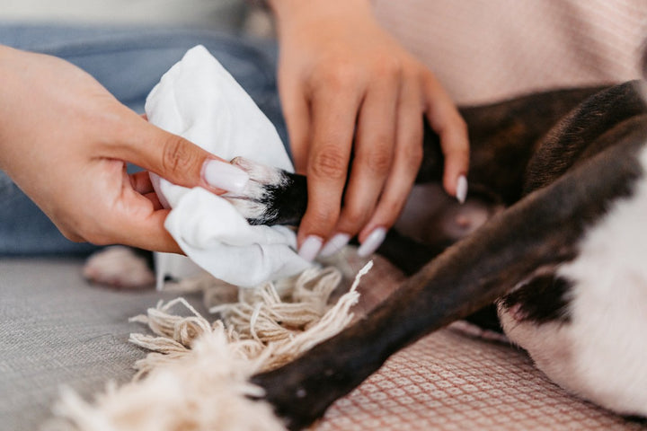 Ouch: Identifying and Treating a Dog Paw Yeast Infection