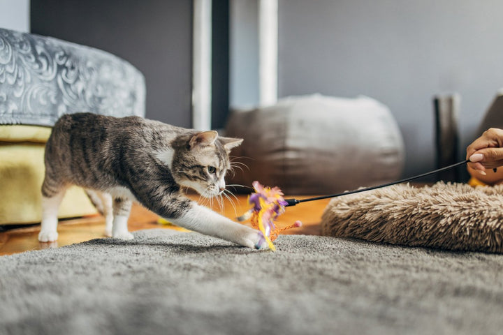 Cat Enrichment Toys to Keep Your Feline Friend Happy and Healthy