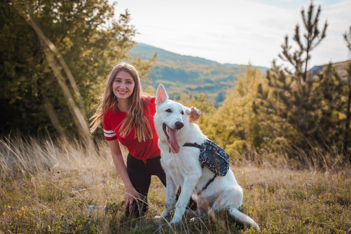 How to Choose a Natural Anti-Inflammatory for Dogs