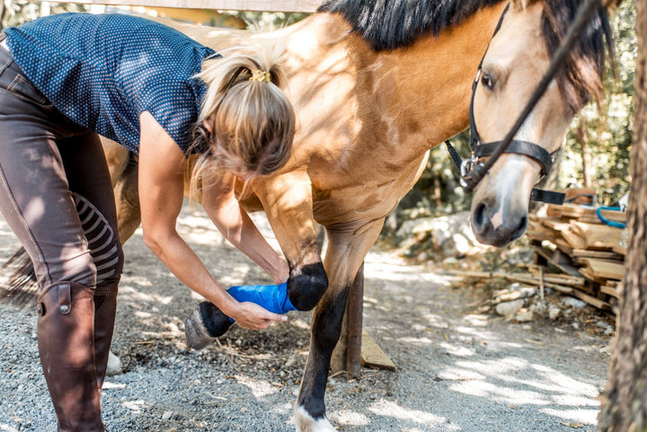 Horse Wound Care: Treating and Looking After Equine Injuries