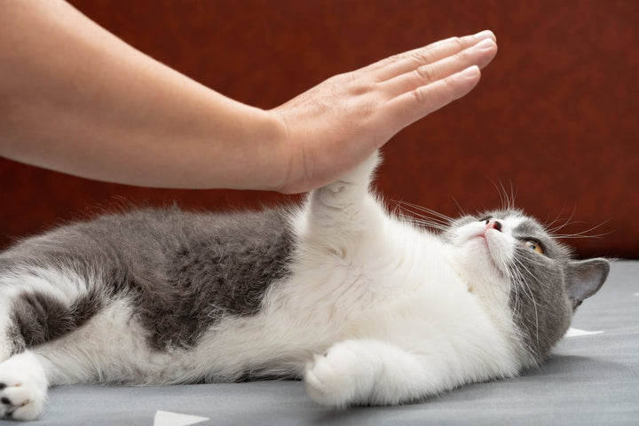 Cat Paw Infection Signs and Treatments