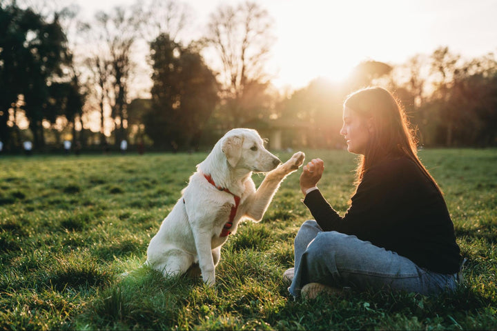 Dog Enrichment: Supporting Your Dog’s Mental Health
