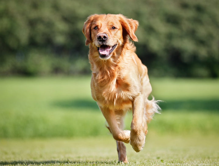 Hip and Joint For Dogs Care Guide [+ Recommendations]