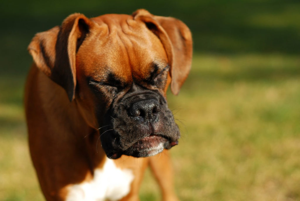 Dog Reverse Sneeze: What is it and How Can You Treat it? – Integricare