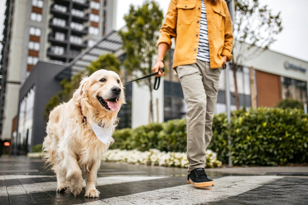 Dog is Limping But No Pain [Causes, Treatments & Prevention]– Integricare