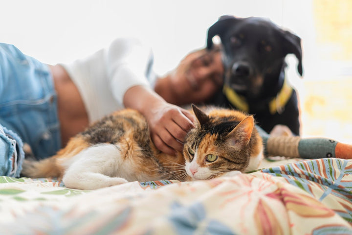 Family Pet Health: Recommendations & Tips For Furry Family Members
