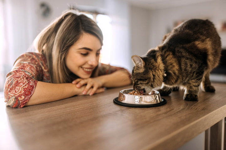 6 Best Feline Vitamins and Supplements to Improve Your Cat’s Health