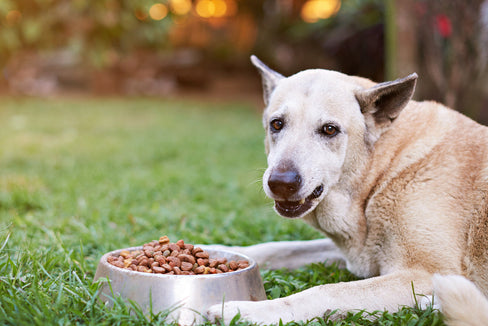 bee pollen for dogs