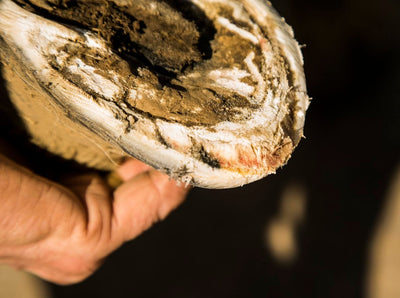 What is Laminitis in Horses? - Diagnosis, Signs, Prevention & Treatment