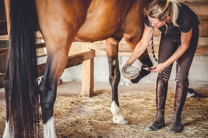 Laminitis Horse [Signs, Symptoms, Treatment & Supplements]
