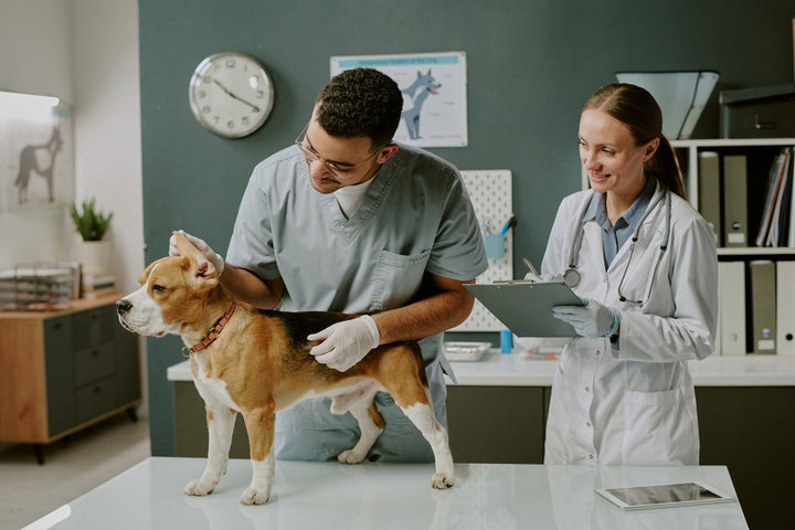 Leptospirosis in Dogs: Symptoms, Treatment & Prevention