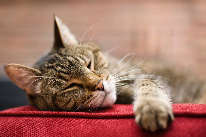Feline Arthritis Management Through Supplements