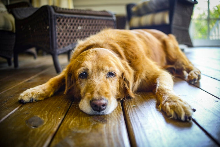 Which Health Supplements Should I Give To My Old Dog? [Q & A]