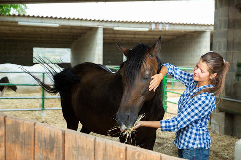 Omega 3 for Horses: Benefits, Sources & Best Supplements
