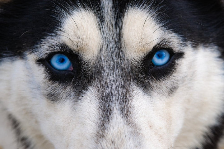 Dogs, Their Diets, and Wolf Ancestry