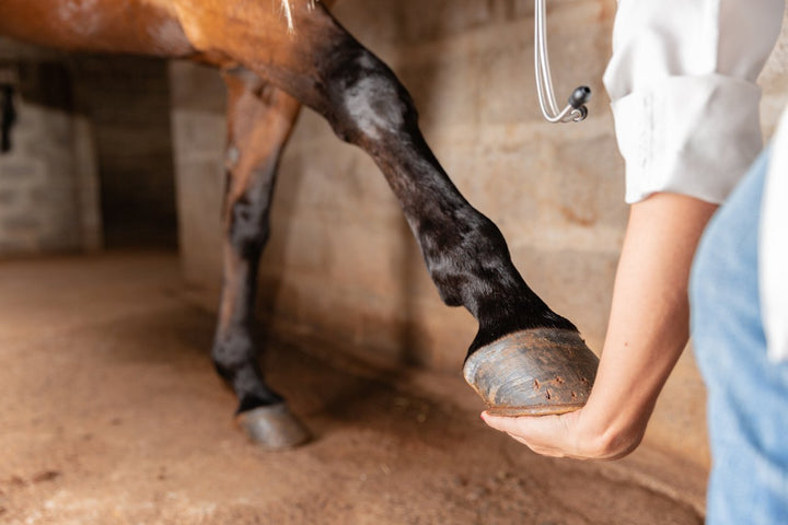 Maintaining Equine Joint Care During Downtime
