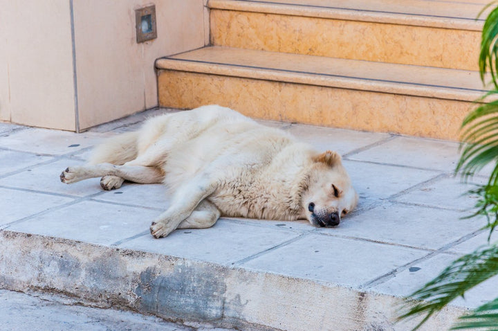 What Are the First Signs of Hip Dysplasia in Dogs?