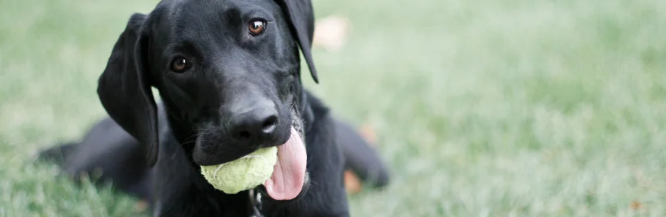 9 Best Joint Supplement for Dogs