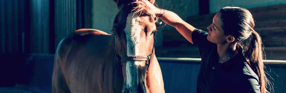 Basics of Horse Care