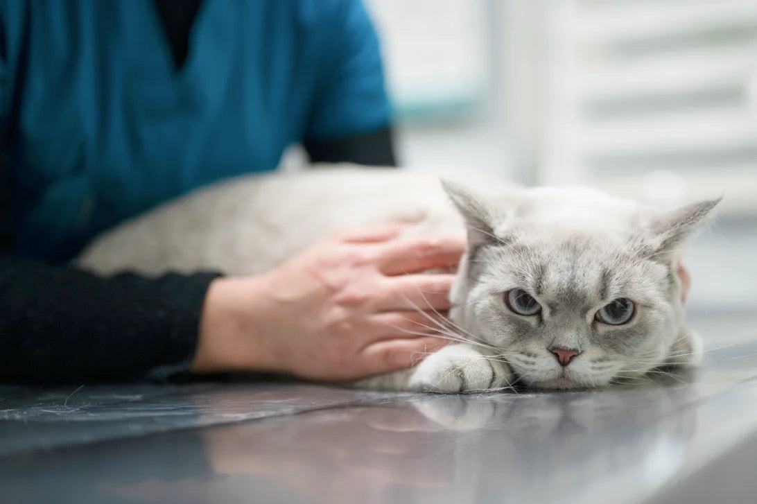 Cat Health Issues: Common Cat Diseases and Symptoms