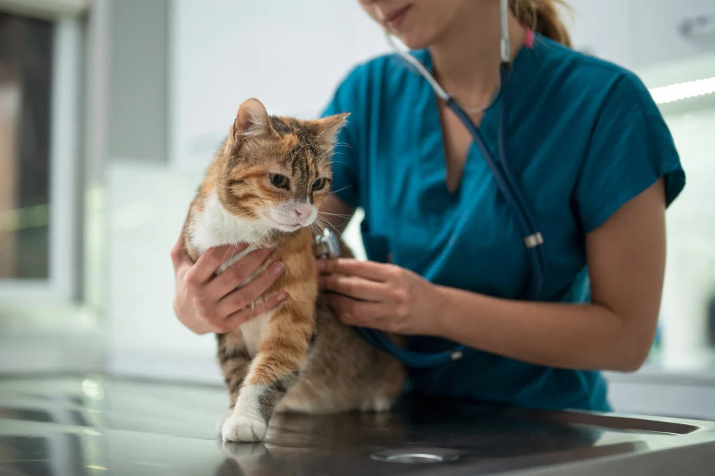 Cat Infections: Symptoms and Causes