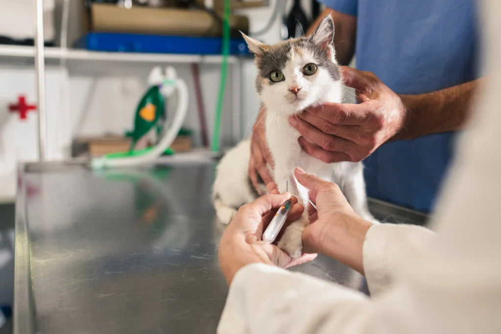 Cat in Pain: Sickness and Injuries