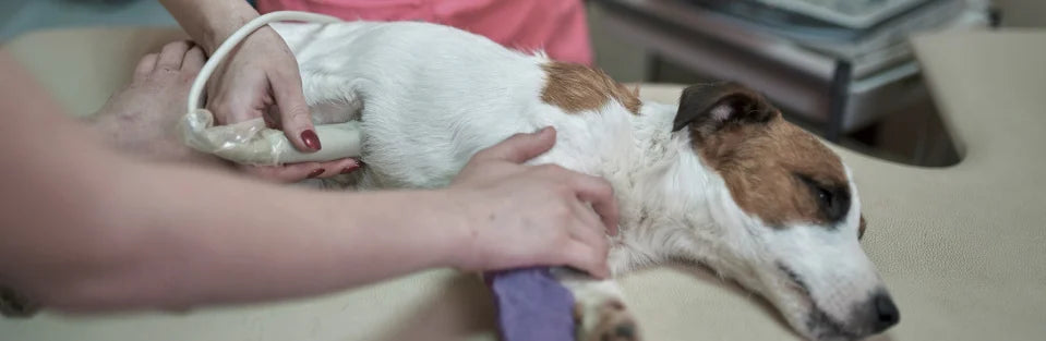 Dogs Most at Risk of Joint Issues